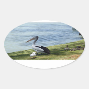 Pelican en eenden, ovale sticker