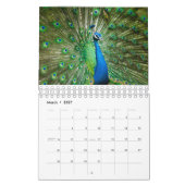 Pelican en Peacock Calendar. Kalender (Mar 2027)
