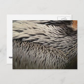 Pelican Feathers Abstracte Natuur Fotografie Briefkaart (Voorkant / Achterkant)