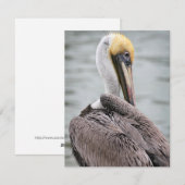 Pelican Flat Card Feestdagenkaart (Voorkant / Achterkant)
