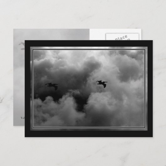 Pelican Flight Briefkaart (Voorkant / Achterkant)