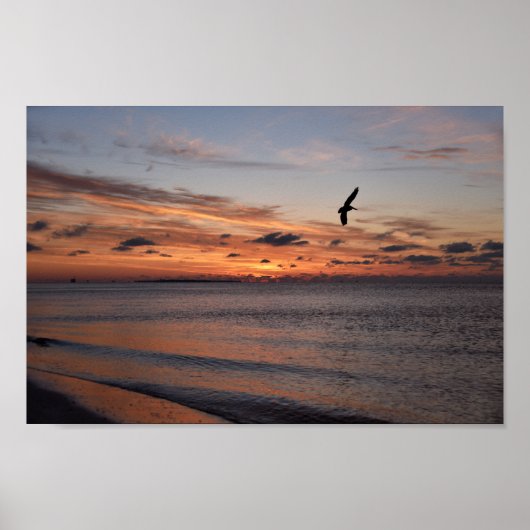 Pelican Flying at Sunrise, Dauphin Island, Alabama Poster (Voorkant)