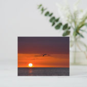 Pelican Flying at Sunset in Florida Briefkaart (Staand voorkant)