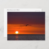 Pelican Flying at Sunset in Florida Briefkaart (Voorkant / Achterkant)