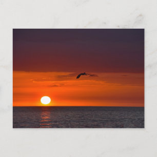 Pelican Flying at Sunset in Florida Briefkaart