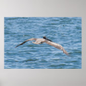 Pelican Flying Low Poster (Voorkant)