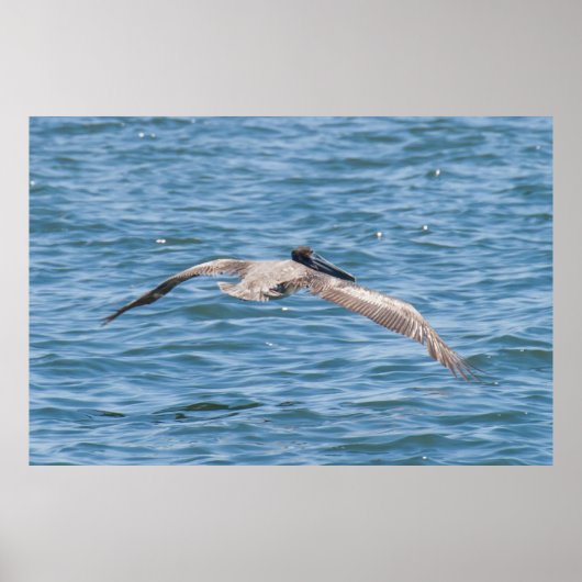 Pelican Flying Low Poster (Voorkant)
