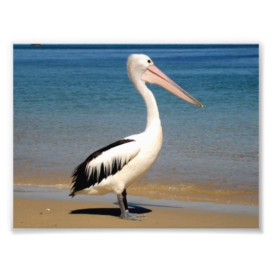 Pelican Foto Afdruk (Voorkant)