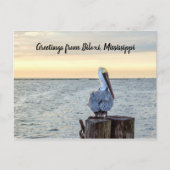 Pelican Greetings Briefkaart (Voorkant)