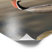 Pelican Head goot Foto Afdruk (Hoek)