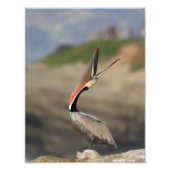 Pelican Head goot Foto Afdruk (Voorkant)