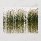 Pelican Hideout Briefkaart (Voorkant)