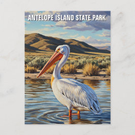 Pelican in Antelope Island State Park Utah Briefkaart