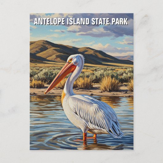 Pelican in Antelope Island State Park Utah Briefkaart (Voorkant)