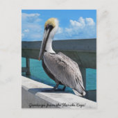 Pelican in het briefkaart van Florida Keys (Voorkant)
