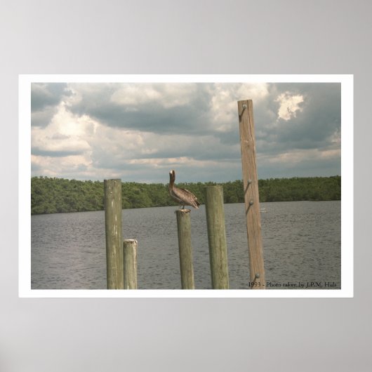 Pelican in het midden poster (Voorkant)