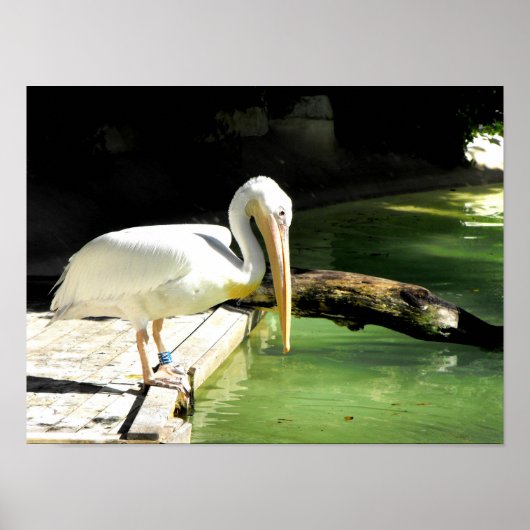 Pelican in het voorjaar in Spanje Poster (Voorkant)