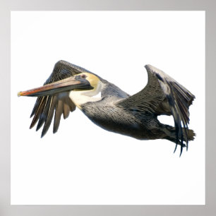 Pelican in poster