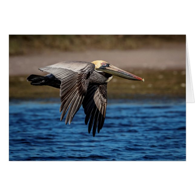 Pelican in vlucht (Voorkant Horizontaal)
