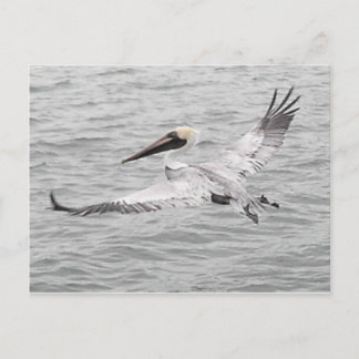 Pelican in vlucht briefkaart