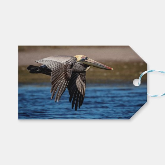 Pelican in vlucht cadeaulabel (Voorkant (Horizontaal))