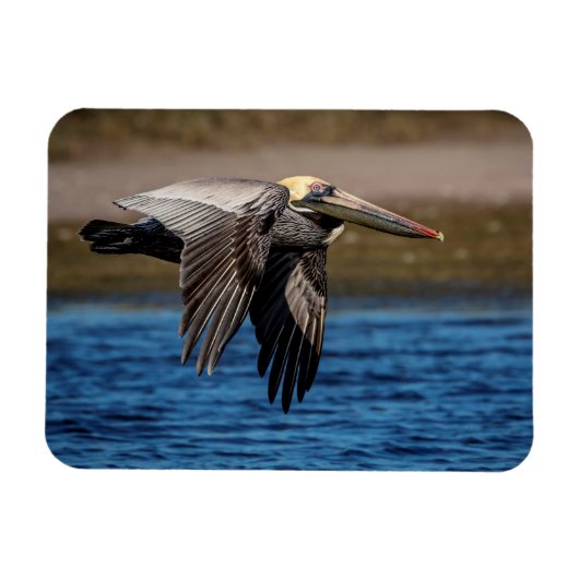 Pelican in vlucht magneet (Horizontaal)