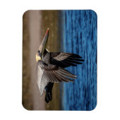 Pelican in vlucht magneet (Verticaal)