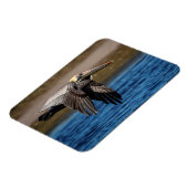 Pelican in vlucht magneet (Linkerzijde)