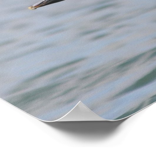 Pelican in vlucht poster (Hoek)