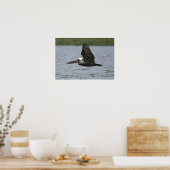 Pelican in vlucht poster (Keuken)