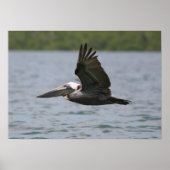 Pelican in vlucht poster (Voorkant)