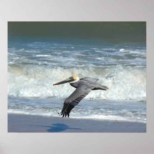 Pelican in vlucht poster (Voorkant)