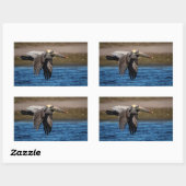 Pelican in vlucht rechthoekige sticker (Vel)