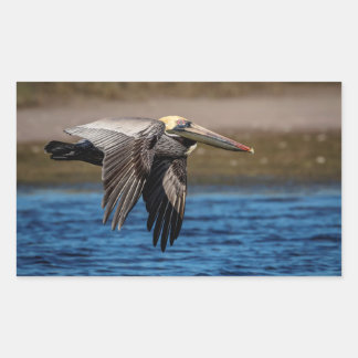 Pelican in vlucht rechthoekige sticker