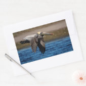 Pelican in vlucht rechthoekige sticker (Envelop)