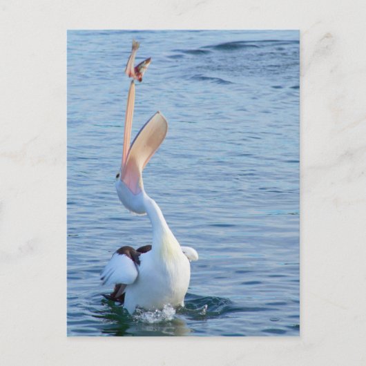 Pelican in water bij het vangen van vis in de luch briefkaart (Voorkant)