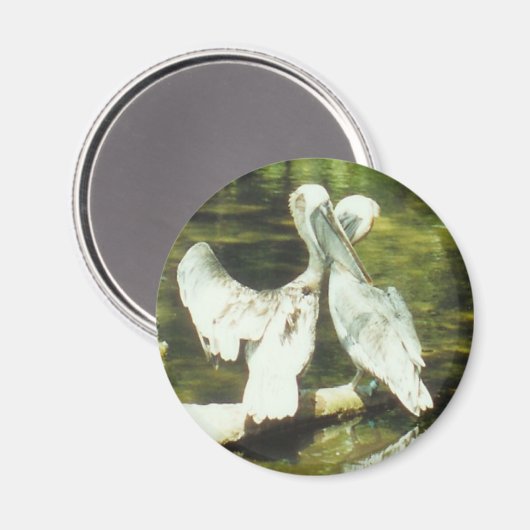 PELICAN LOVE - magneet (Voorkant / Achterkant)