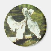 PELICAN LOVE - magneet (Voorkant)
