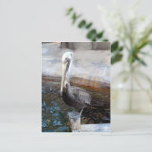Pelican Love-Occasions_ Briefkaart (Staand voorkant)