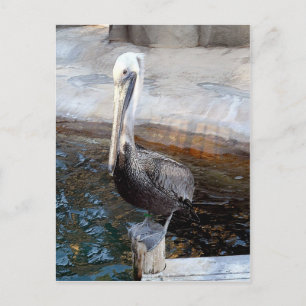 Pelican Love-Occasions_ Briefkaart