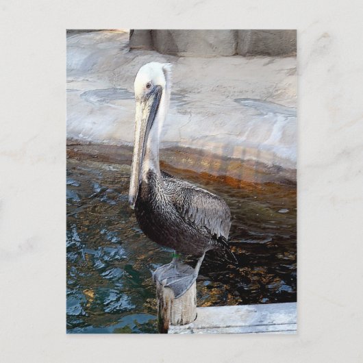 Pelican Love-Occasions_ Briefkaart (Voorkant)