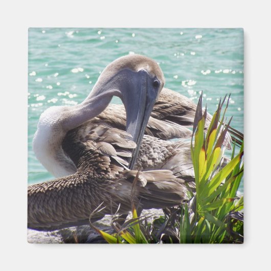 Pelican Magneet (Voorkant)