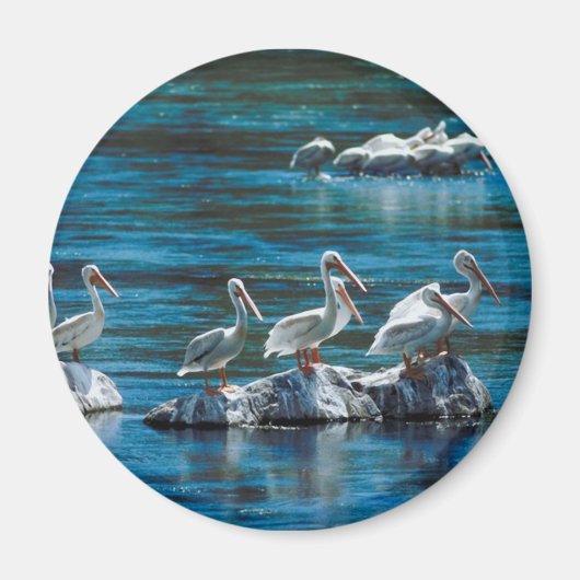 Pelican Magneet (Voorkant)