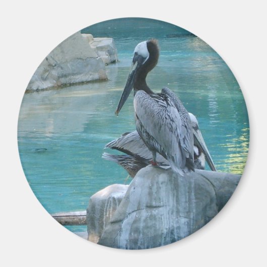 Pelican Magneet (Voorkant)