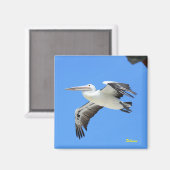 Pelican Magneet (Voorkant / Achterkant)