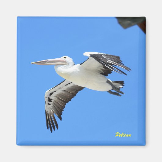 Pelican Magneet (Voorkant)