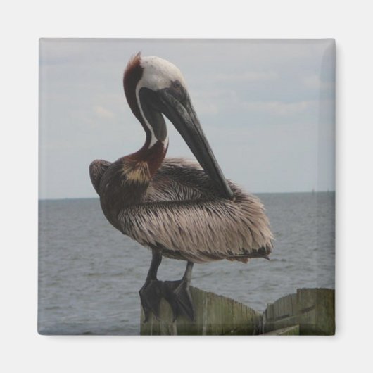 Pelican Magnet (Voorkant)