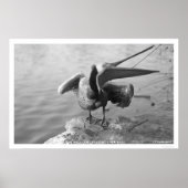 Pelican met Alaska 1918 Poster (Voorkant)