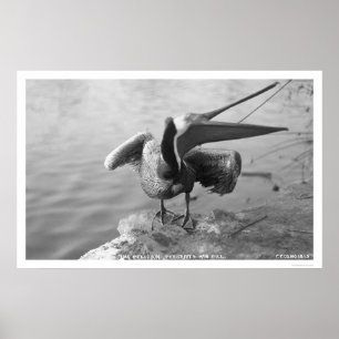 Pelican met Alaska 1918 Poster