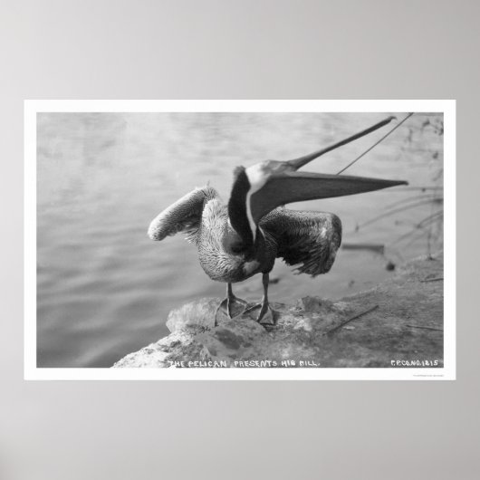 Pelican met Alaska 1918 Poster (Voorkant)